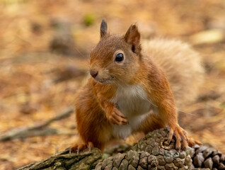 Naklejka na ściany i meble Close up portrait of an adorable little scottish red squirrel in the woodland