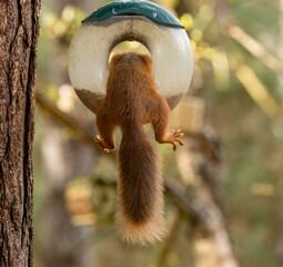 Funny little scottish red squirrel balancing in a circular bird feeder with sunflower hearts © Sarah