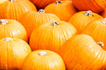 たくさんのかぼちゃ