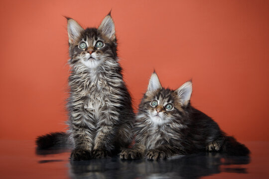 two striped Maine Coon Kittens on a red background. cat portrait in photo studio