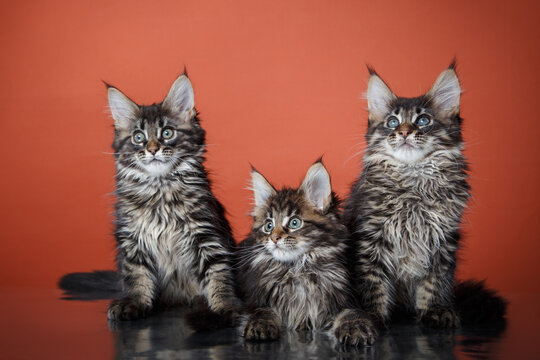 three striped Maine Coon Kittens on a red background. cat portrait in photo studio