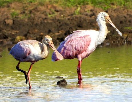 Roseate Spoonbill (Platalea ajaja) - Colhereiro