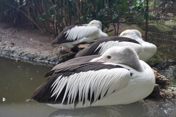 A group of storks were lazing around