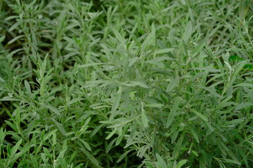 Myrica cerifera is a small evergreen tree or large shrub that is useful in gardens and for making...