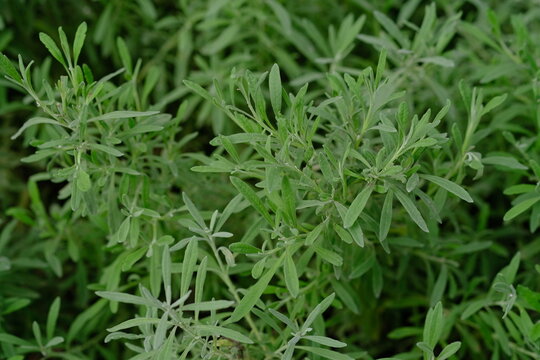 Myrica cerifera is a small evergreen tree or large shrub that is useful in gardens and for making candles, as well as as a medicinal plant.