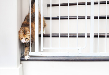 Cat walking through pet gate or baby gate. Cute fluffy kitty passing gate by squeezing through an opening. Concept for pet safety and new animals or baby in house. Female calico cat. Selective focus.