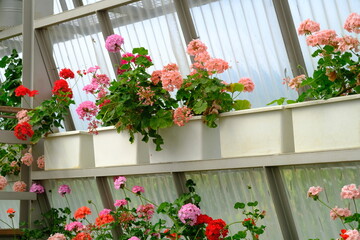 red, white, cream roses in the greenhouse.