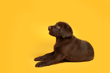 Cute chocolate Labrador Retriever puppy on yellow background