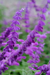 Obraz premium Salvia leucantha is a plant species belonging to the Lamiaceae family. Mexican bush sage. 