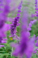 Salvia leucantha is a plant species belonging to the Lamiaceae family. Mexican bush sage. 