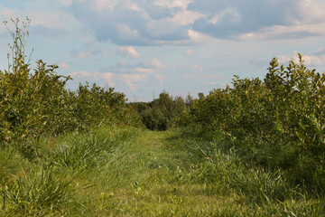 Obraz premium Blueberry bushes growing on farm outdoors. Seasonal berries