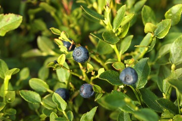 Ripe bilberries growing in forest, closeup. Seasonal berries