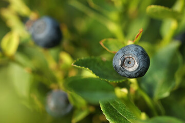 One bilberry growing in forest, closeup. Space for text
