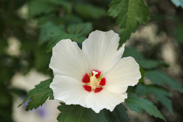 Beautiful white hibiscus flower growing outdoors, closeup