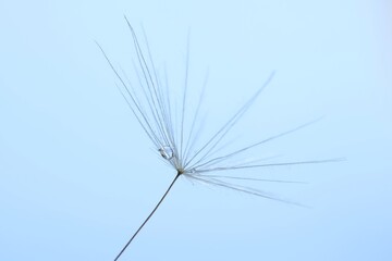 Obraz premium Seeds of dandelion flower with water drops on light blue background, macro photo