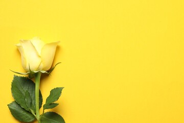 Beautiful rose on yellow background, top view. Space for text