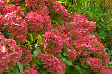 Joli hortensia aux couleurs de l'automne - Bretagne France