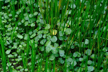 Centella asiatica, commonly known as Gotu Kola, brahmi, Indian pennywort and Asiatic pennywort, is a herbaceous, perennial plant in the flowering plant family Apiaceae.  - obrazy, fototapety, plakaty