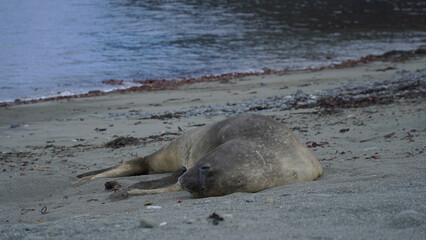 a group of sea lions on the rocky coast of Antarctica