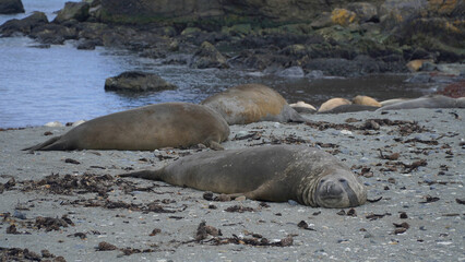 Fototapeta premium a group of sea lions on the rocky coast of Antarctica