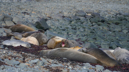 a group of sea lions on the rocky coast of Antarctica