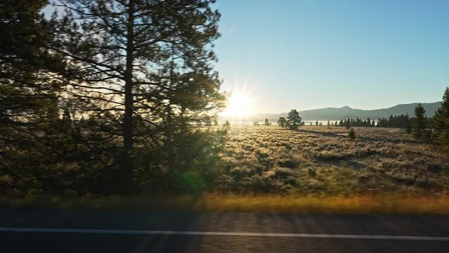 View driving through Wyoming looking at the sun shining through the trees in the morning.