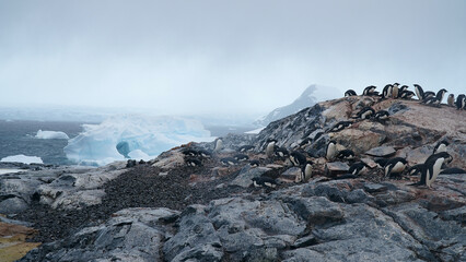 antarctic penguins, wildlife, on the rocky ocean shore