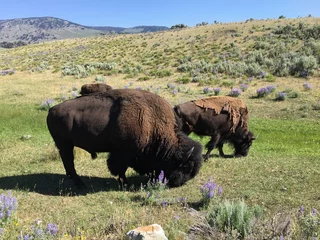 Fotobehang Buffel buffalo grazing