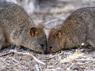 Quokka