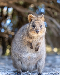Quokka