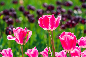 Beautiful tulips are in full bloom