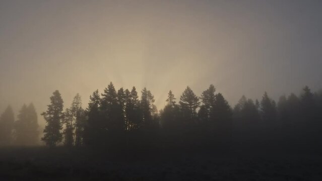 Sun rays shining through the fog and trees in Wyoming while driving past the forest.
