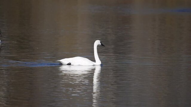 Trumpeter Swan floating on a pond in Wyoming on a sunny day.