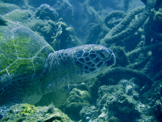 Close-up of a sea turtle's head. Sea turtle among corals and ropes at the bottom.