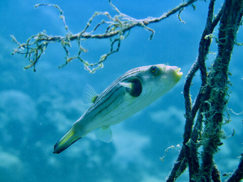 A Pufferfish swims next to a rope underwater. Narrow-lined Puffer, Arothron manilensis.