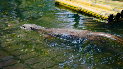 Otter is swimming in Saigon Zoo
