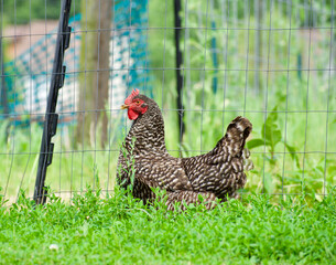 single chicken by a fence