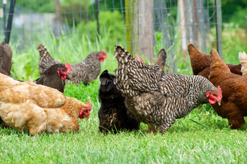 a few chickens pecking at the ground