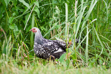single chicken in the grass