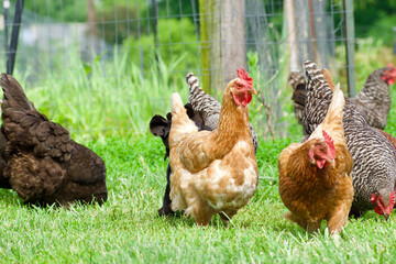 multiple chickens on a farm