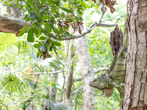 Iguana arriba de un árbol en el zoológico de Cancún 