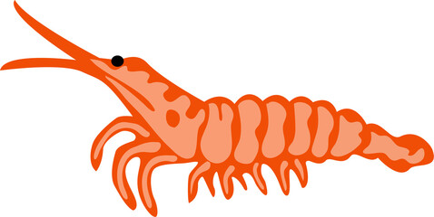 shrimp on a white background