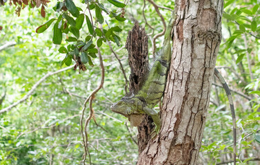 Iguana arriba de un árbol en el zoológico de Cancún 