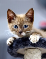 Brown blue eyes kitten staring