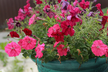 pink flowers in pots