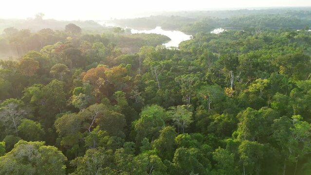 Aerial view of rainforest river jungle in Amazonas Brazil at sunrise