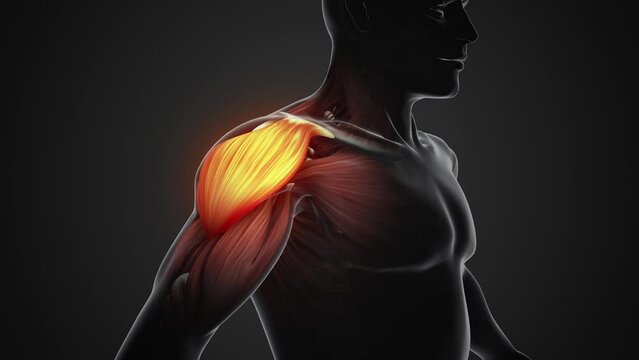 Pain and injury in the shoulder muscles