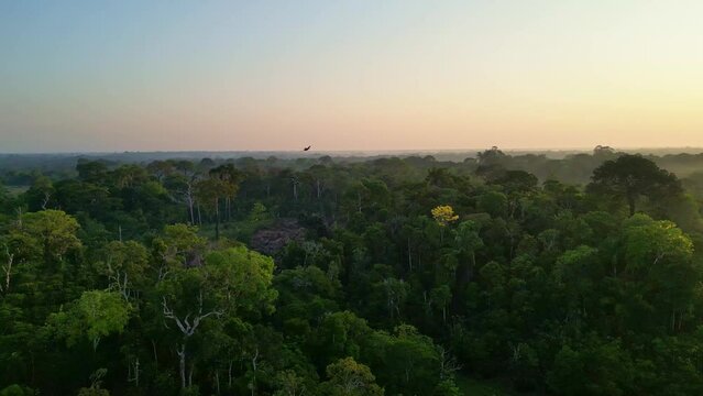 Scenic sunrise at amazon tropical rainforest river and macaw parrots flying around