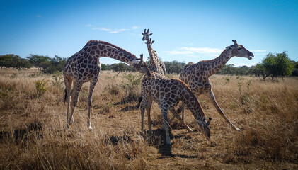 African Giraffes