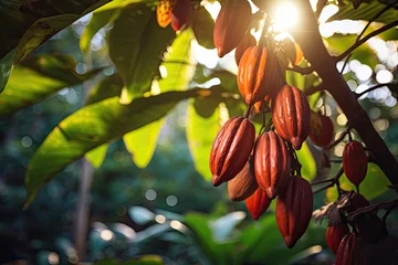 Abwaschbare Fototapete Close-up of cocoa beans growing on a tree © Aleksandr Bryliaev